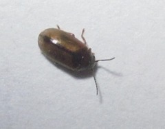 Contacyphon laevipennis