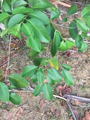 Syzygium grande