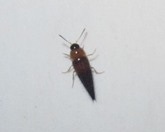 Tachyporus dispar