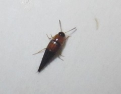Tachyporus dispar