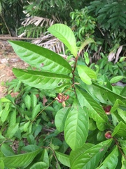Tetracera indica