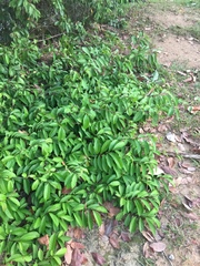 Tetracera indica