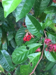Tetracera indica