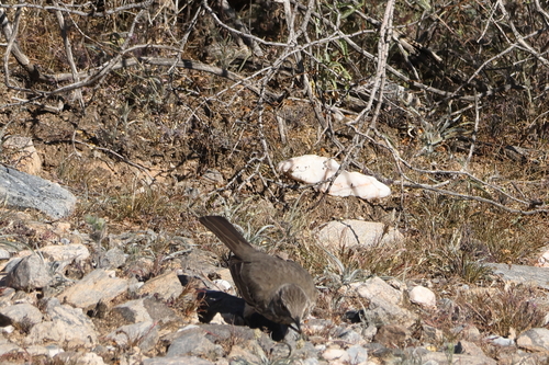 Sage Thrasher (Oreoscoptes montanus), photo 6