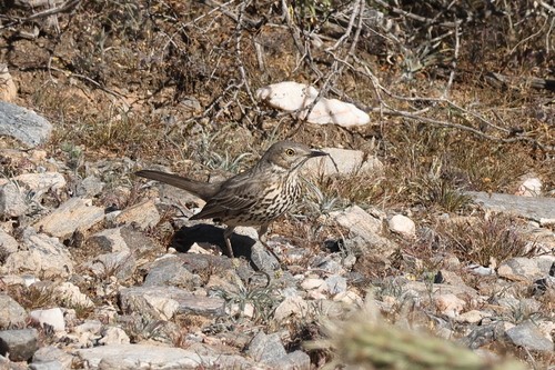 Sage Thrasher (Oreoscoptes montanus), photo 5