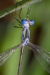 Lestes plagiatus