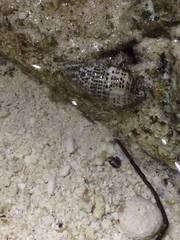 Cerithiidae
