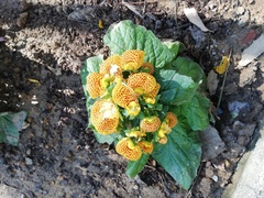 Calceolaria × herbeohybrida