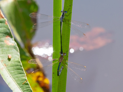 Lestes plagiatus