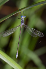 Lestes plagiatus
