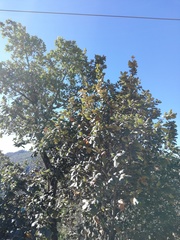 Quercus conzattii