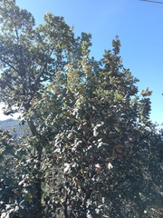 Quercus conzattii