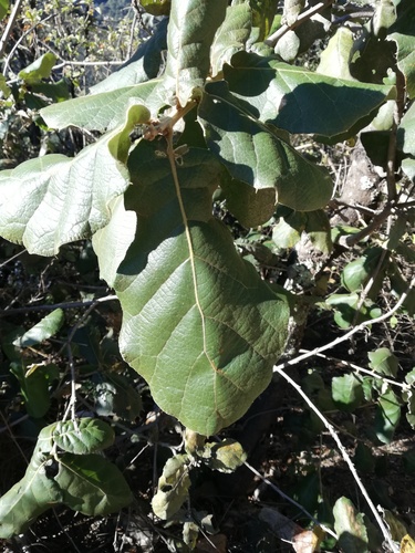 Quercus conzattii