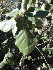 Quercus conzattii