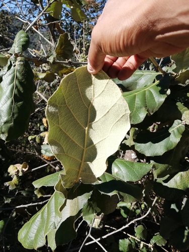 Quercus conzattii