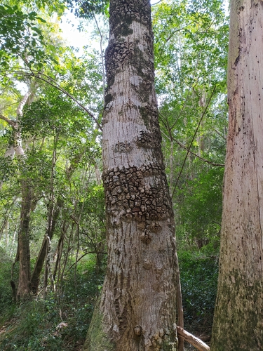 Olea capensis, photograph 5