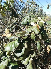 Quercus conzattii