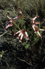 Erica aristata