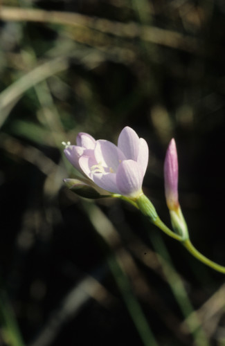 Geissorhiza hesperanthoides