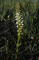 Disa obtusa