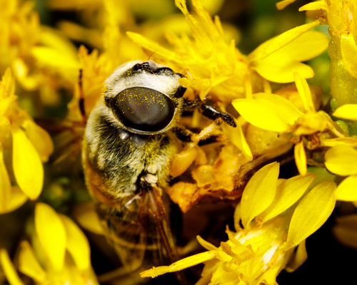 Yellow-shouldered Drone Fly photo 6