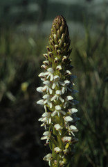 Disa obtusa