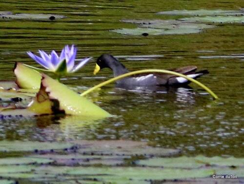 iNaturalist image