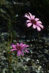Senecio hastifolius