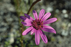 Senecio hastifolius