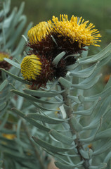 Leucospermum parile