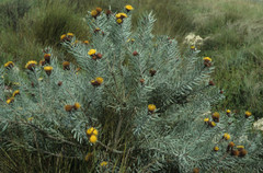 Leucospermum parile