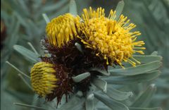 Leucospermum parile