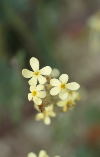 West Coast Capeflox (Polycarena capensis)