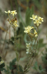 Polycarena capensis