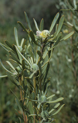 Leucadendron cinereum