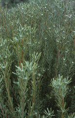 Leucadendron cinereum