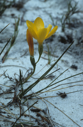 Geissorhiza humilis