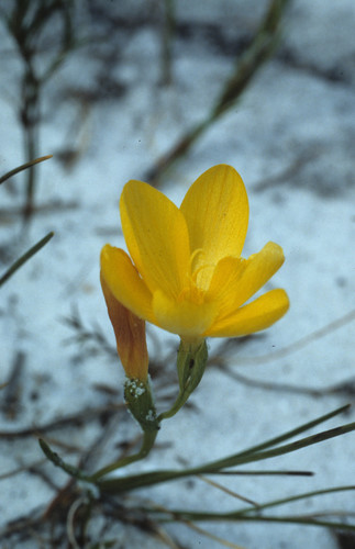 Geissorhiza humilis