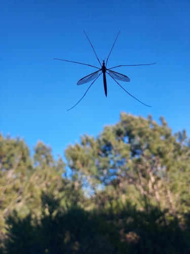 Unknown species found near Inter-Garrison / Student Center, Seaside, CA 93955, USA