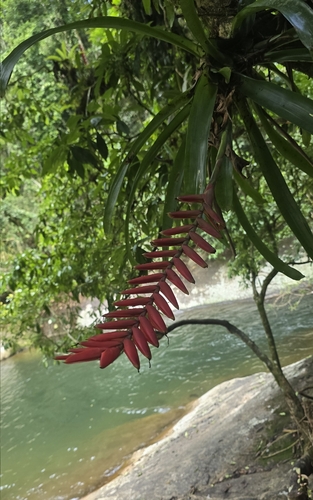 Flaming sword (Vriesea ensiformis)
