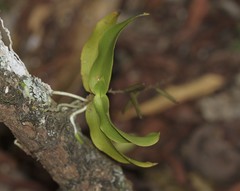 Peristeranthus hillii