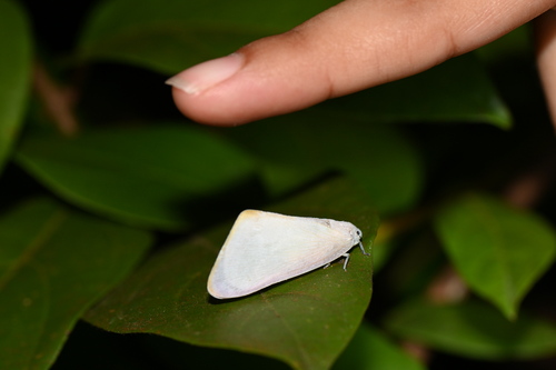 Nephesa truncaticornis observed 2026-03-21