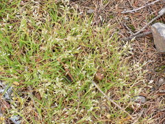 Poa supina