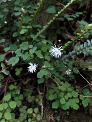 Thalictrum urbainii