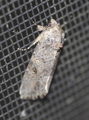 Spodoptera exempta