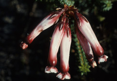 Erica aristata