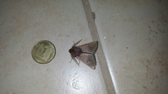 Dasycorsa modesta