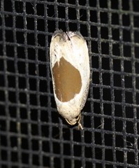 Hoplomorpha abalienella