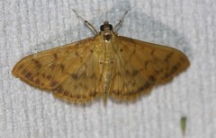 Patania balteata