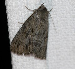 Crioa acronyctoides